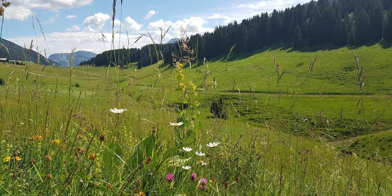 Gite Les Lanfiannes Thorens-Glières Eksteriør bilde